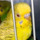 Tatiana Damasio dos Santos