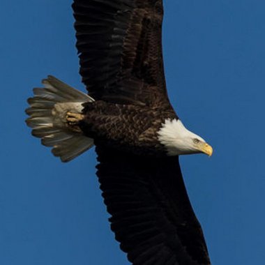 Damian Francis Wagner