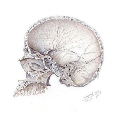 Noushin O. - Freelance Illustrator