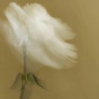 Joana Figueira Borges