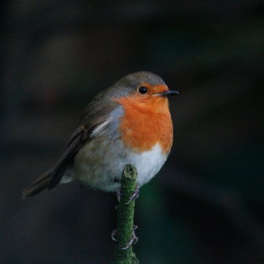 James P. - Freelance Cinematographer