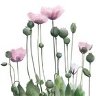 Shabnam Mazharsarmadi