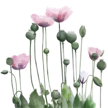 Shabnam M. - Freelance Illustrator