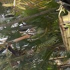 Akindayini Grace Olamide