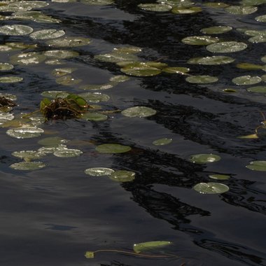 Bernie P. - Freelance Video Editor