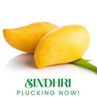 Sindhri Mangoes Licious Mangoes