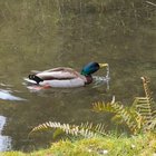 Gokhulakrishna Manavalan