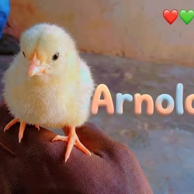 Arnold K. - Freelance Product Marketer
