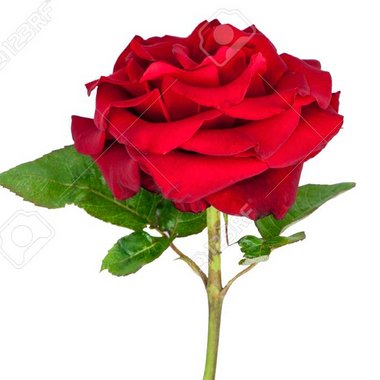 Timothy A. - Freelance Arranger