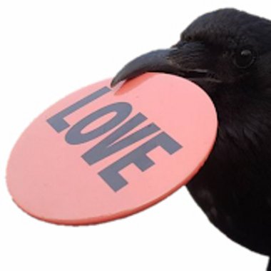 Maximilian P. - Freelance Full Stack Developer