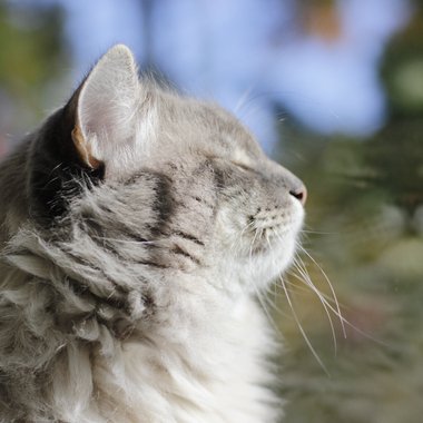 Igor M. - Freelance Animator