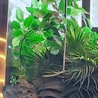 Mohd Shahrezzad Niazman