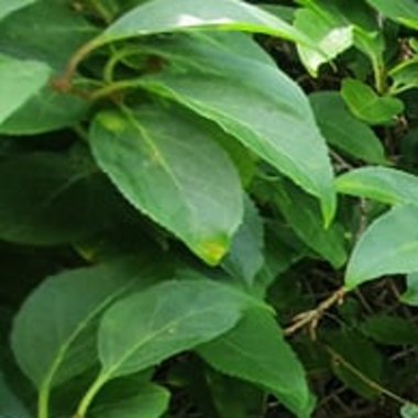 Jo T. - Freelance Video Editor