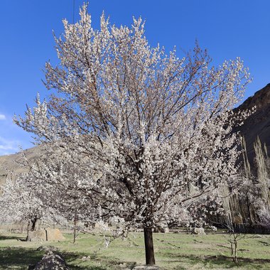 asifshadeslayer - Freelance Voiceover Artist