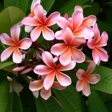 Reanna R. - Freelance Concept Artist