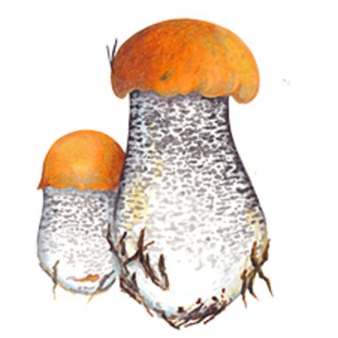 Diane L. - Freelance Flyer Designer