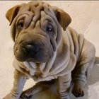 Veronika Benasus Simicic