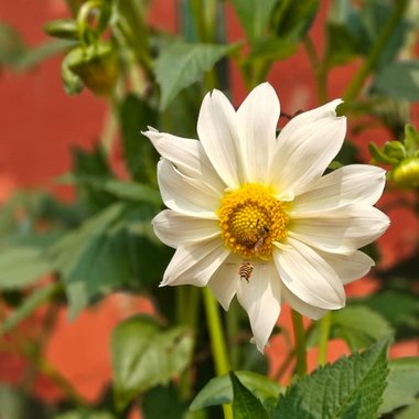 Ankita K. - Freelance Content Creator