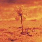 Audrey Isabelle Mabanta