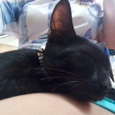 Yuyuy - Freelance Developer