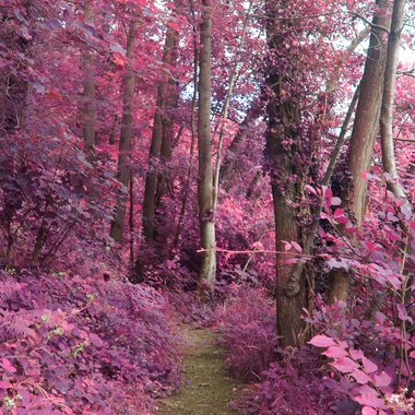 Florence W. - Freelance Brand Designer