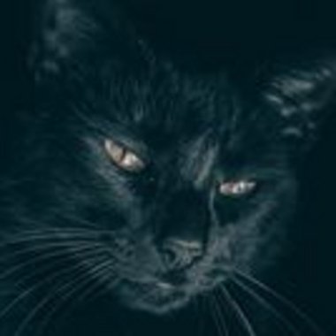 venela001 - Freelance Database Developer