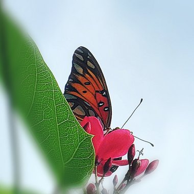 Laura K. - Freelance Poet