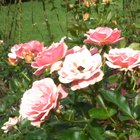 Madalynne Farah-Halls