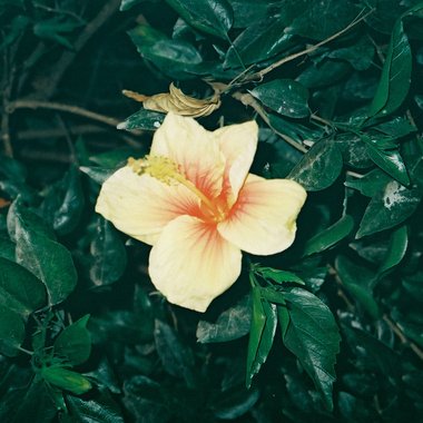 Cara M. - Freelance Content Creator