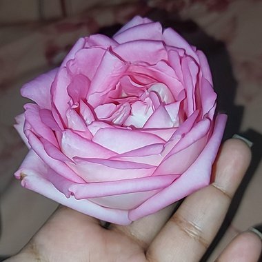 Arooj F. - Freelance Voiceover Artist