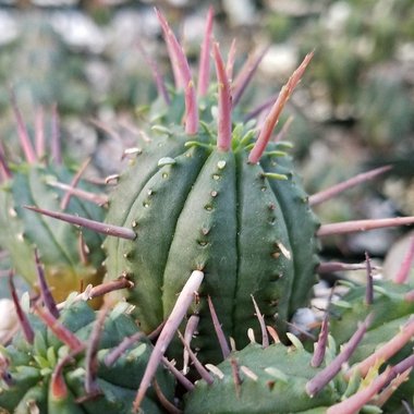 Zoe S. - Freelance Illustrator