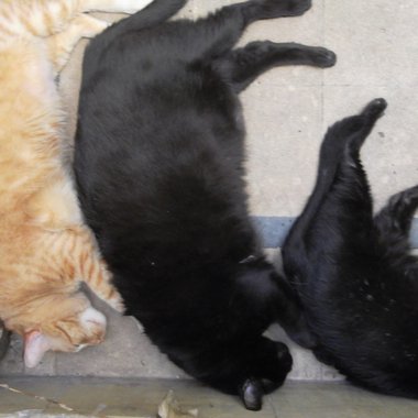 Tomas N. - Freelance Pianist