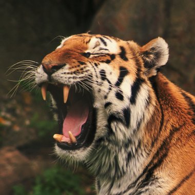 sheax - Freelance Character Designer