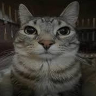 Flowy D. - Freelance Web Developer