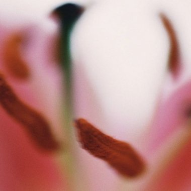 Allegra - Freelance Web Designer