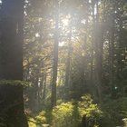 Dr. J. T. Alexander III