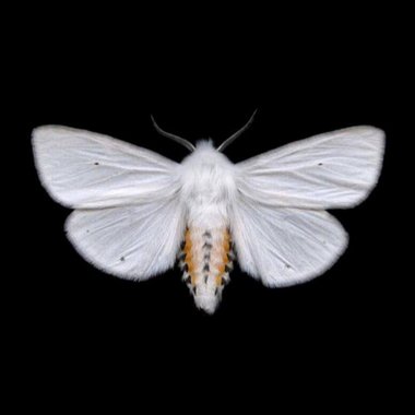 Daouadi O. - Freelance Mixing Engineer