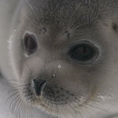 Nora J. - Freelance 2d Animator