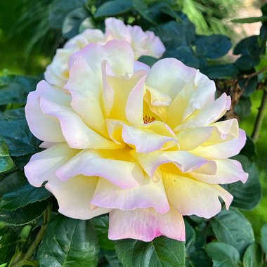 Isabella S. - Freelance Packaging Designer