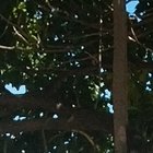 Antonio Eduardo da Hora