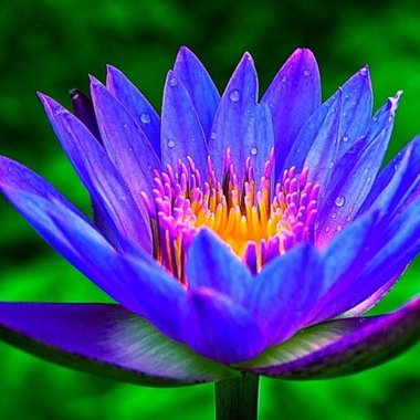 Kaviya S. - Freelance App Designer