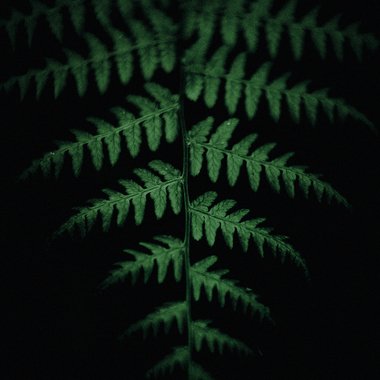 quinnaebi - Freelance Graphic Designer