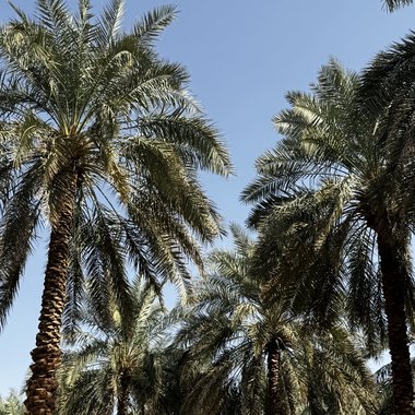 Farah A. - Freelance Web Developer