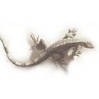 marcoreAKAmarcorocca