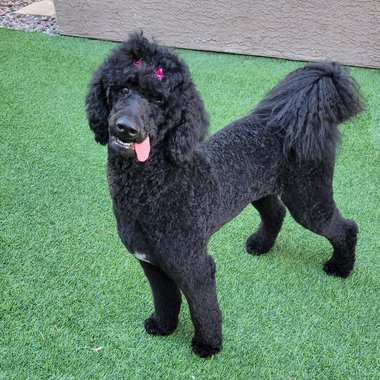 lilianaponder5771 - Freelance Content Creator