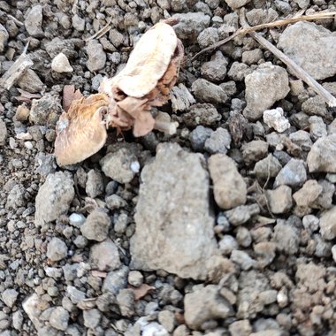 Akshay P. - Freelance Video Editor