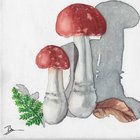 Bryanna McLendon (Walker)