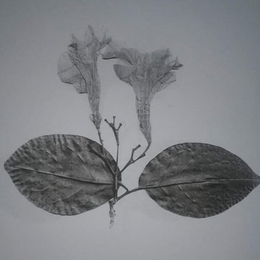 Shirley - Freelance Banner Ad Designer