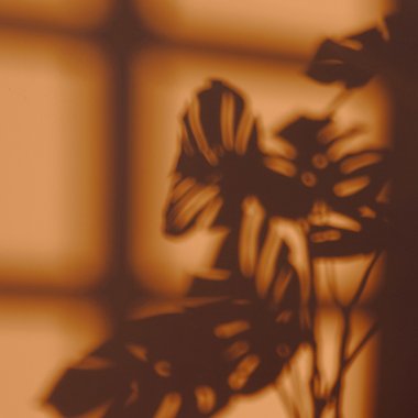 Asma N. - Freelance Web Designer