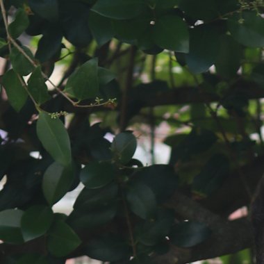 Joseph T. - Freelance Video Editor